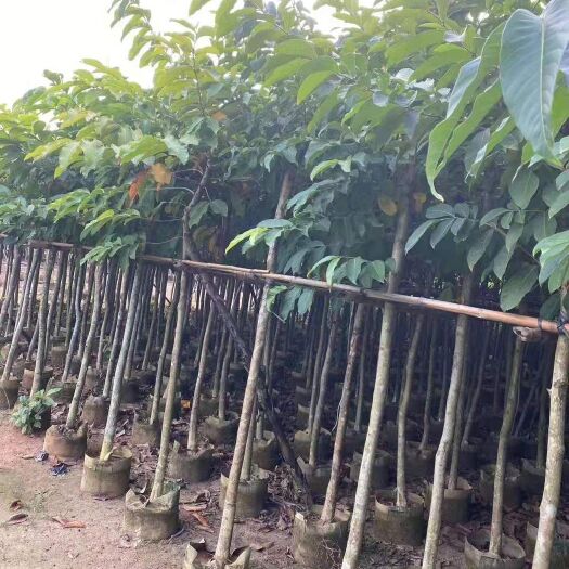 普宁市大叶紫薇、宫粉紫荆、黄花风铃木