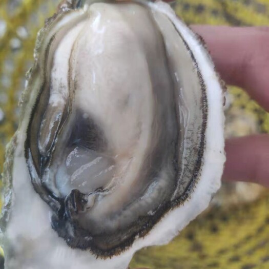饶平县汫洲生蚝 生蚝批发深海脆蚝生蚝肉批发