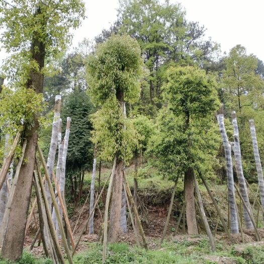 合江县香樟 