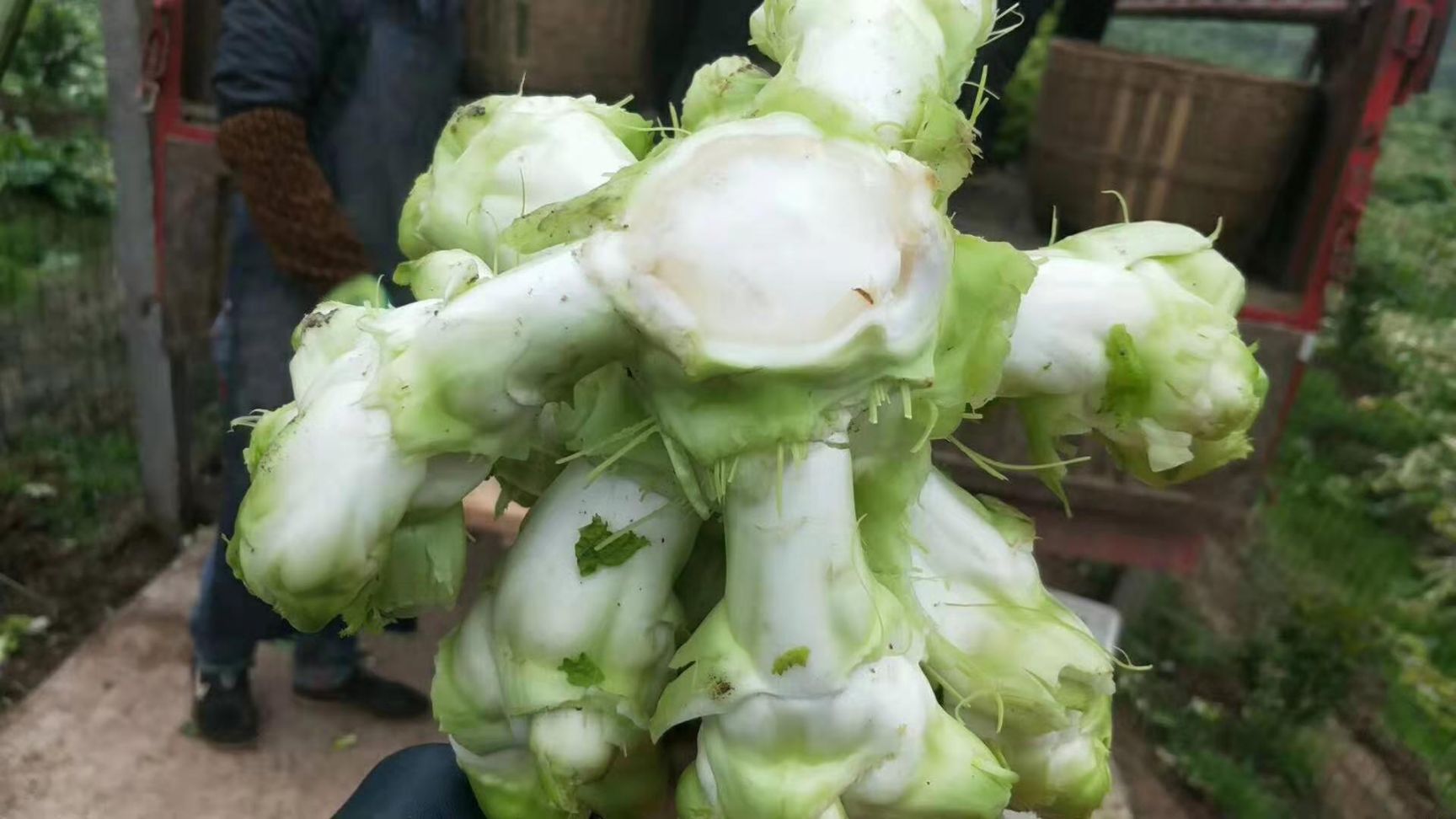 精品儿菜