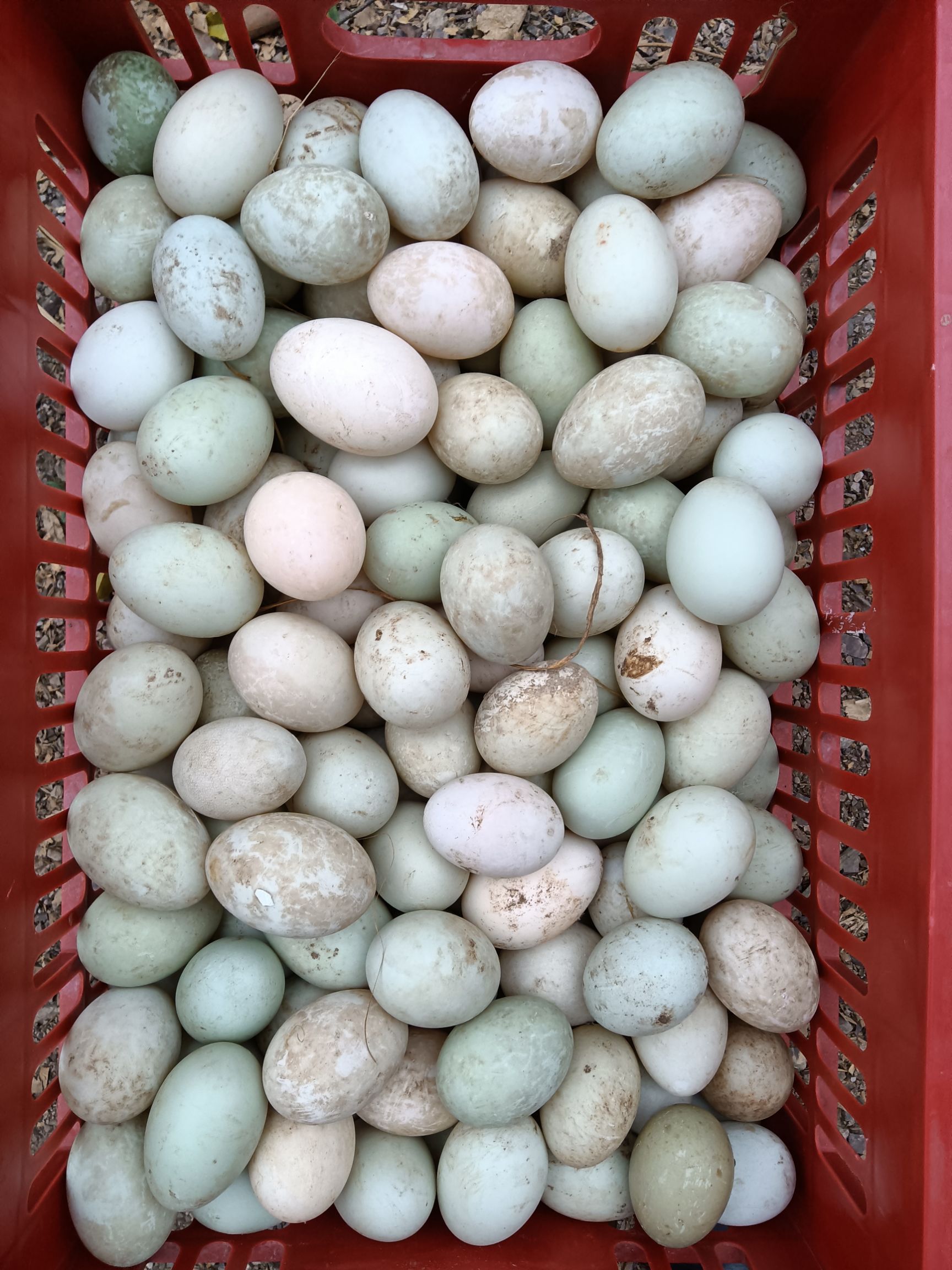 全州县绿壳鸭蛋,大量上市,长期供应 ,价钱优势.