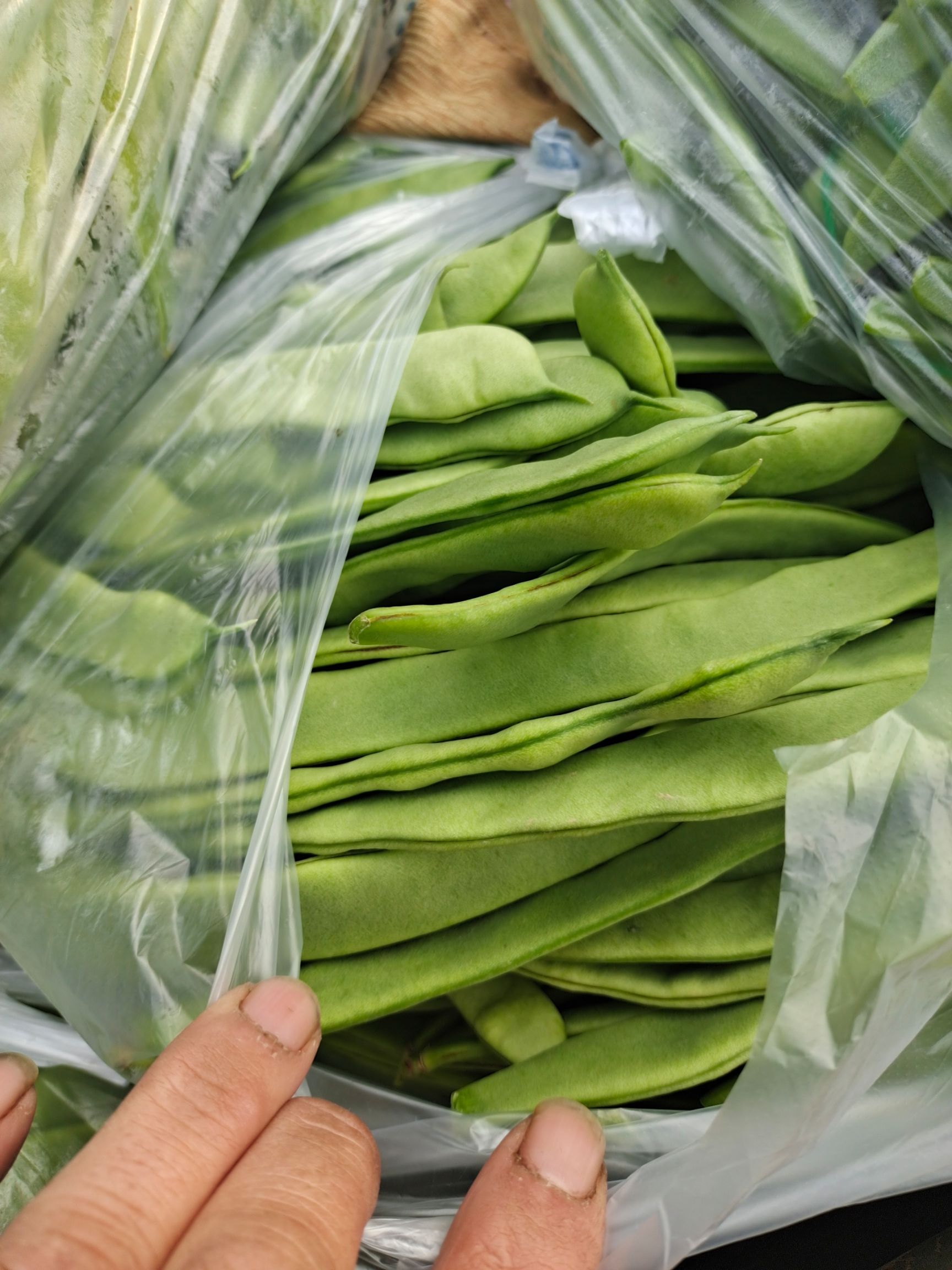 圆椒