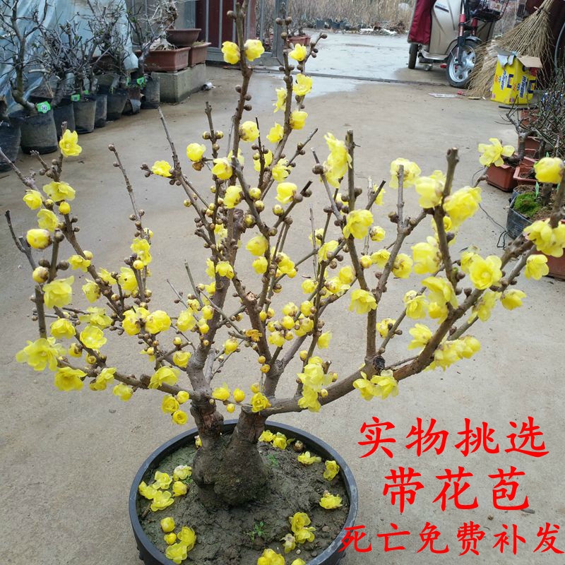 素心腊梅  浓香型腊梅花树苗室内盆栽红梅花苗盆景素心冬季花卉植物庭院耐寒