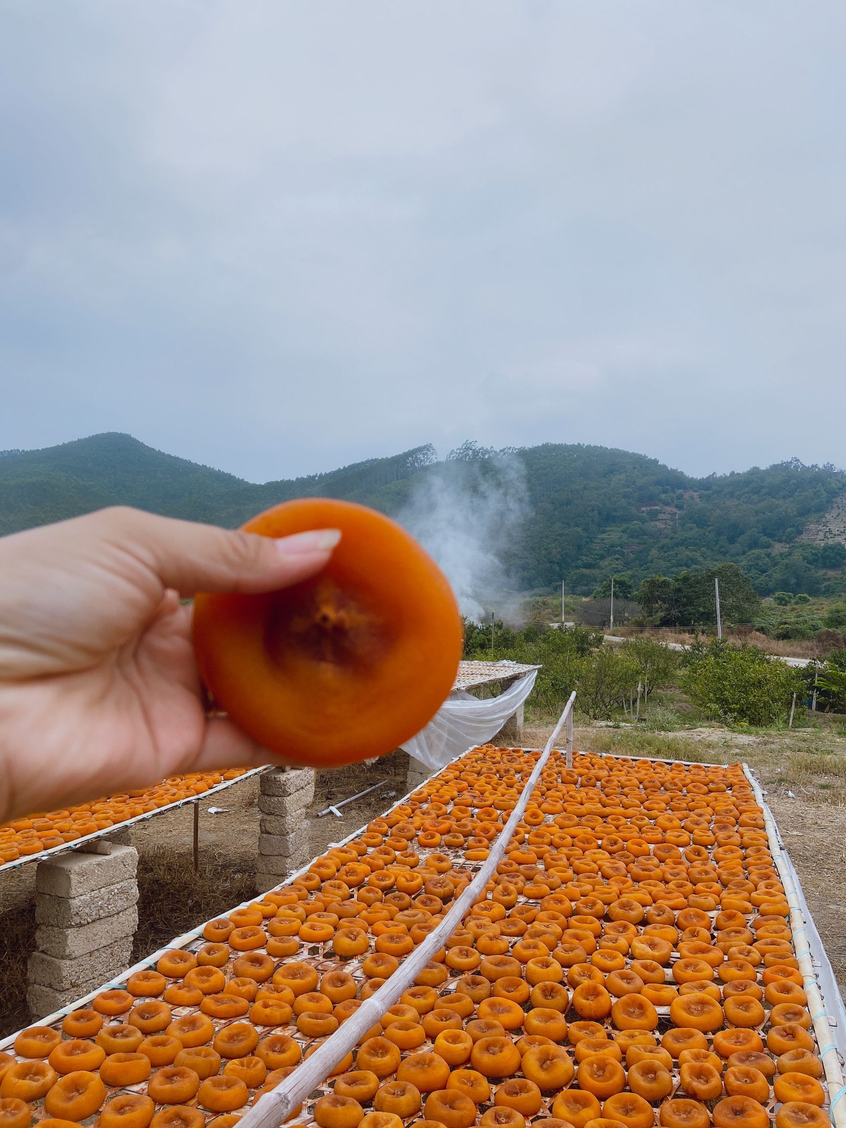 农家柿饼  坪洋柿饼