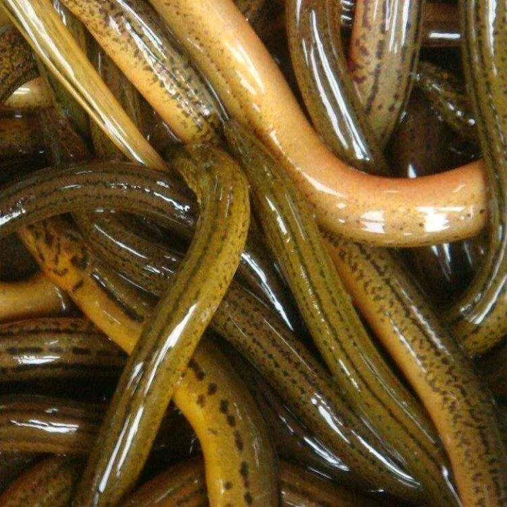 正大9号黄鳝  正大九号黄鳝苗，长年提供各种规格黄鳝苗，教你技术