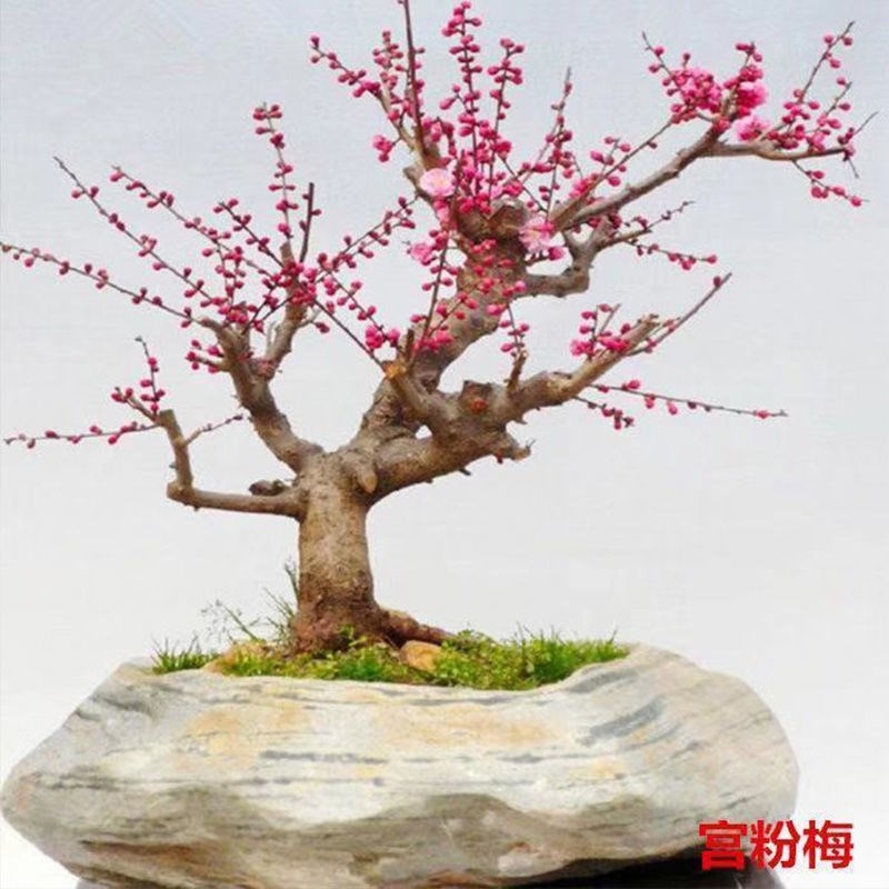素心腊梅  浓香型腊梅花树苗室内盆栽红梅花苗盆景素心冬季花卉植物庭院耐寒