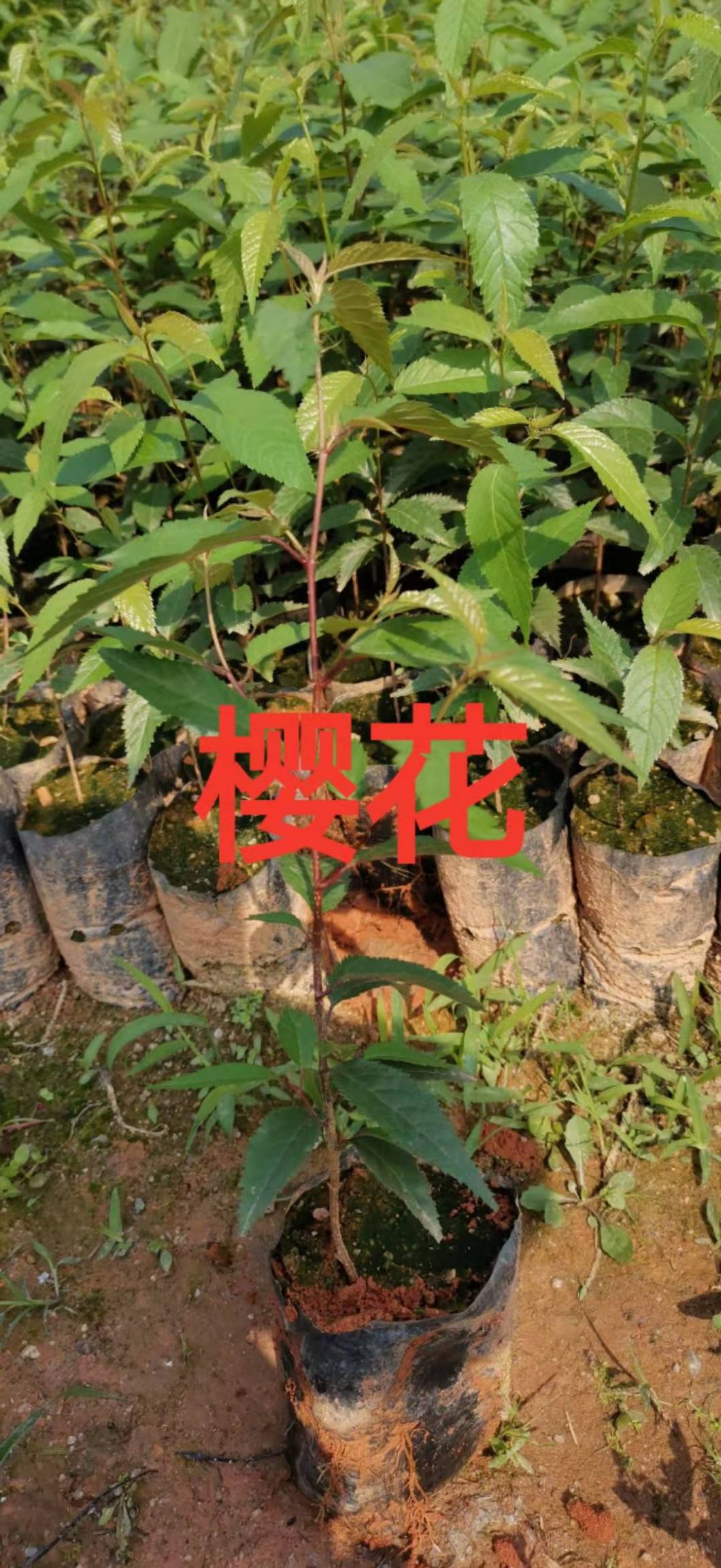 山樱花 云南樱花小苗