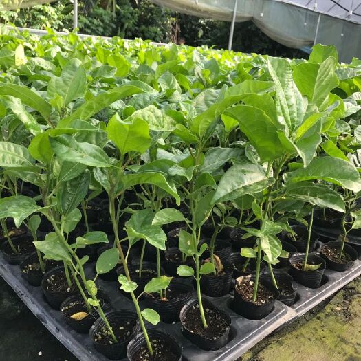 灵山县紫香一号百香果苗 