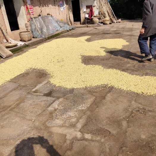 垫江有机黄豆  颗粒饱满 今年丰收的黄豆