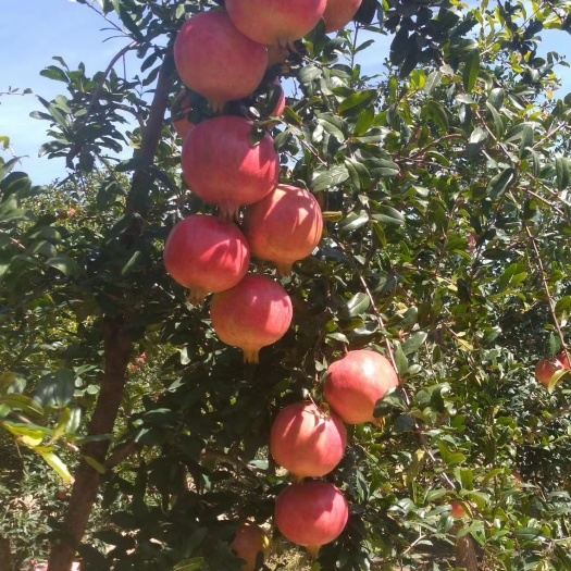 泰安突尼斯软籽石榴树苗  突尼斯软籽甜石榴，又称无籽石榴