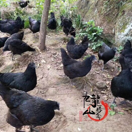 楚雄市绿壳鸡苗  为了回馈新老客户，凡是买鸡苗的买200送100，机会难得，