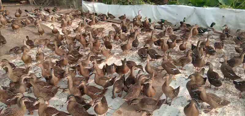  飞天水鸭场地直销，价格实惠。