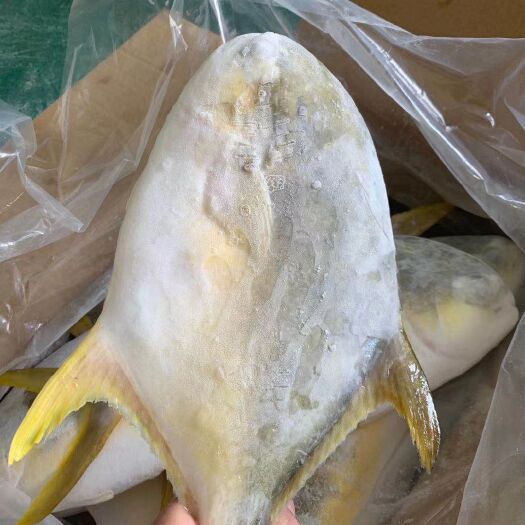 徐闻县 金鲳鱼鲜货/冻品