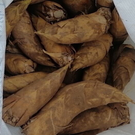 衡东县3两以上除兜子新鲜冬笋批发！大量出货！有需要老板可以直接联系