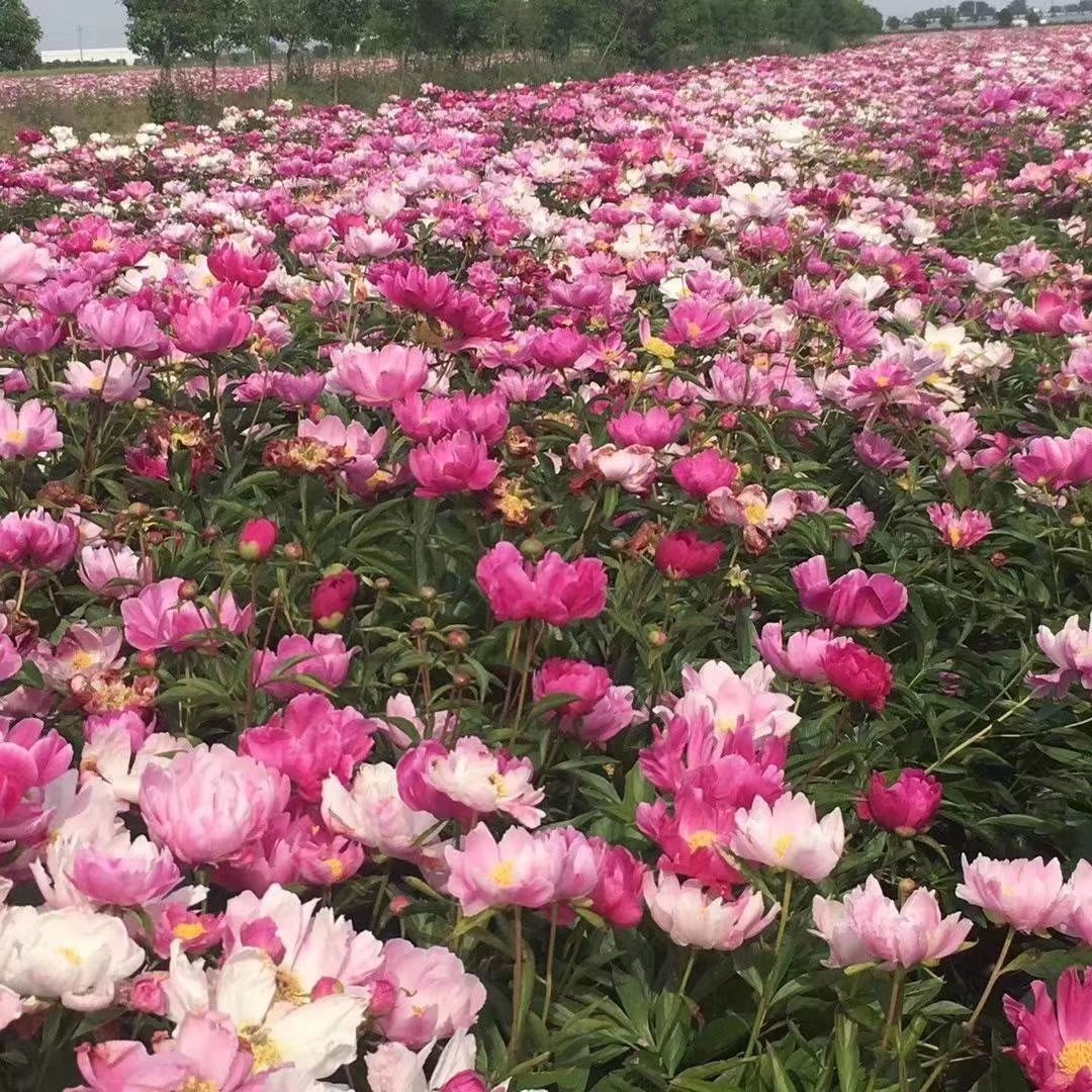 白芍种苗  白芍苗，赤芍苗，白芍芽头，赤芍芽头，芍药
