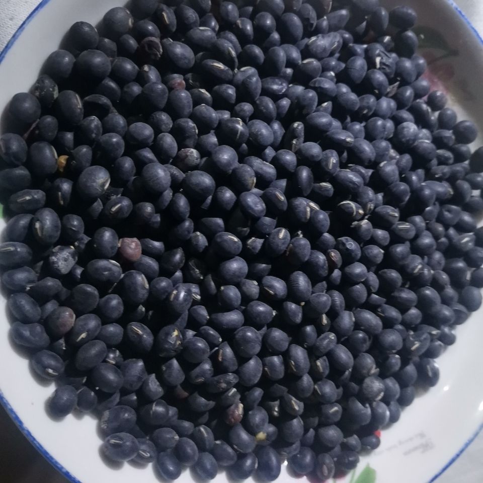 有机黑豆 绿色无污染自种黑豆