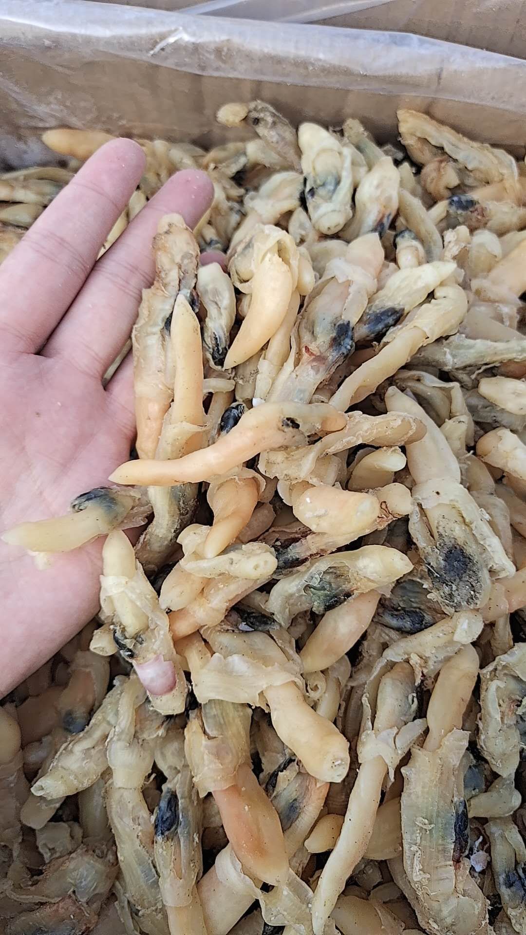 蛏干 蛏子肉干干度好，无杂志，大量现货批发！一件也是批发