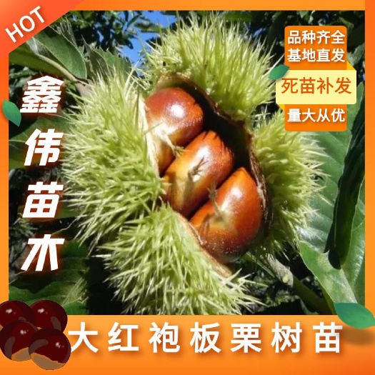 平邑县大红袍板栗苗  板栗树苗盆栽地载南北方种植粒大品种齐全