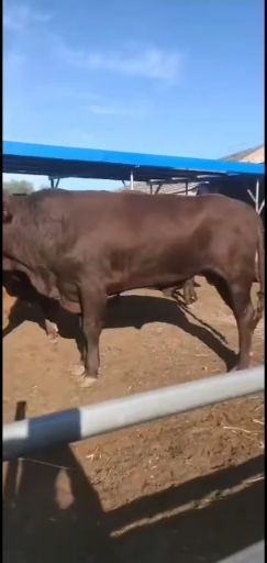 安化县欢迎前来选购大小肉牛