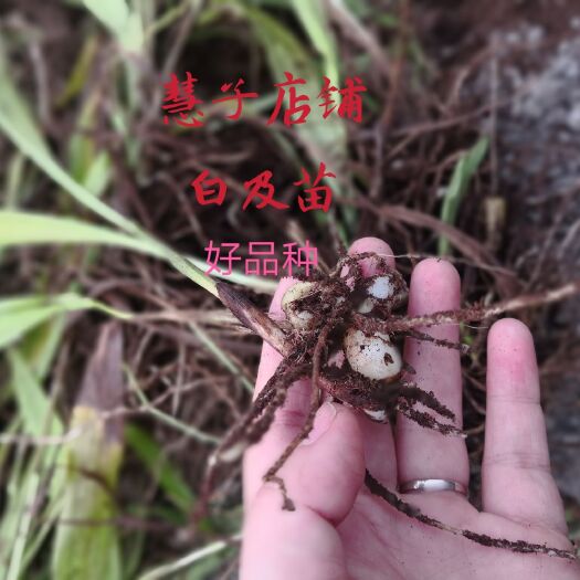 成都紫花白芨苗 四川紫花大白及 驯化苗 茎块1.5公分～5公分