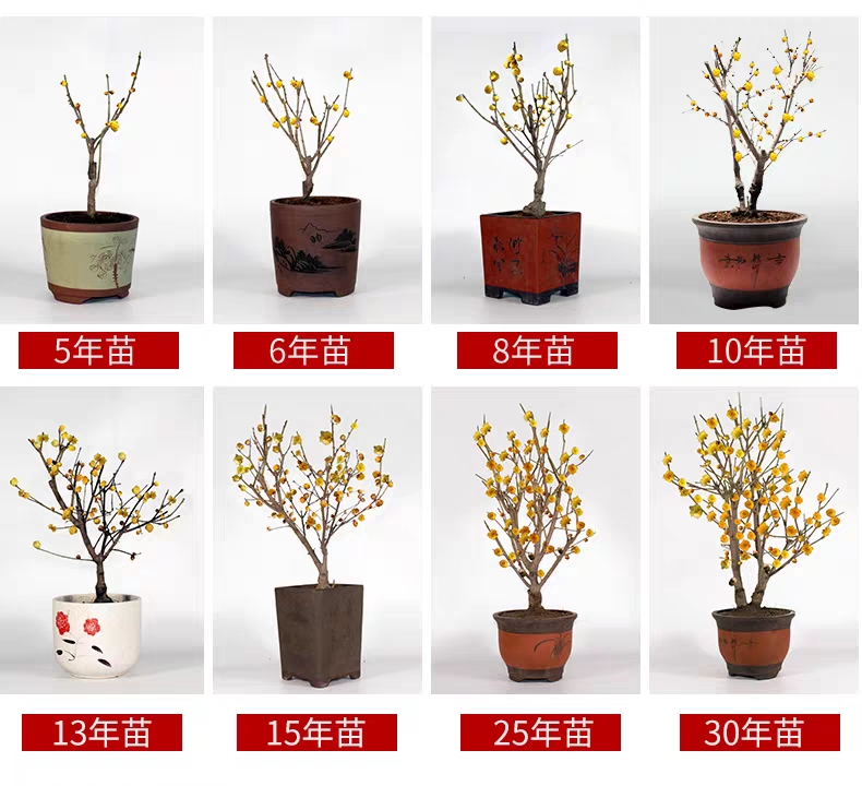 素心腊梅  浓香型腊梅花树苗室内盆栽红梅花苗盆景素心冬季花卉植物庭院耐寒