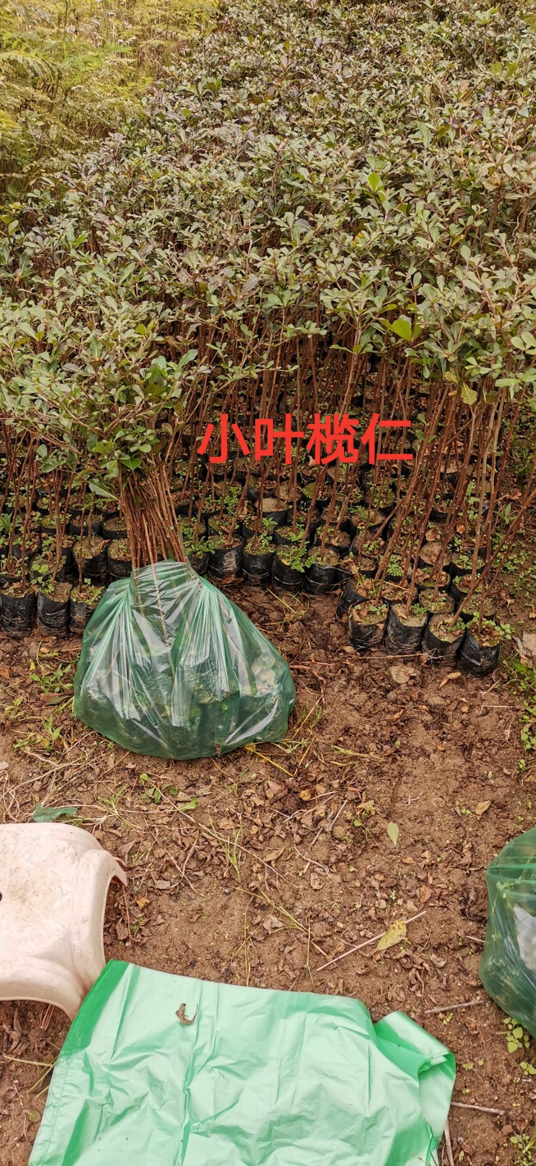 小叶榄仁  榄仁小苗 苗场直发广东，云南，福建
