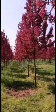 原生冠绚丽海棠 基地直销