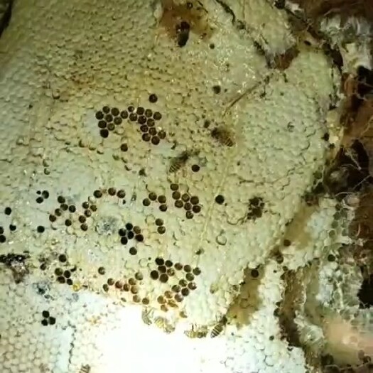 泉州 纯蜂蜜