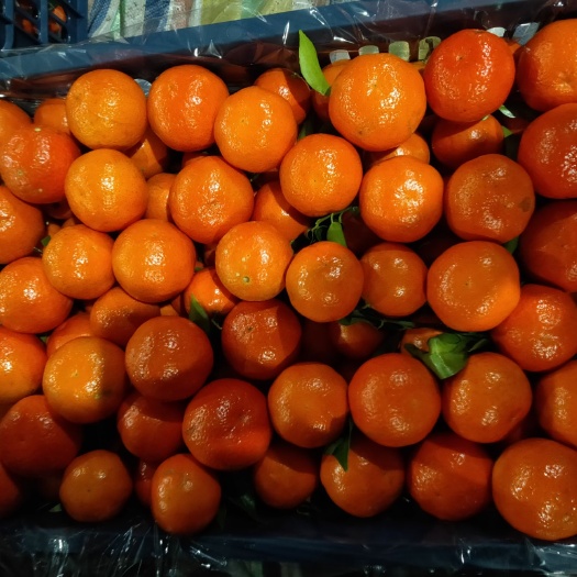 芷江县脆蜜金桔 东方红