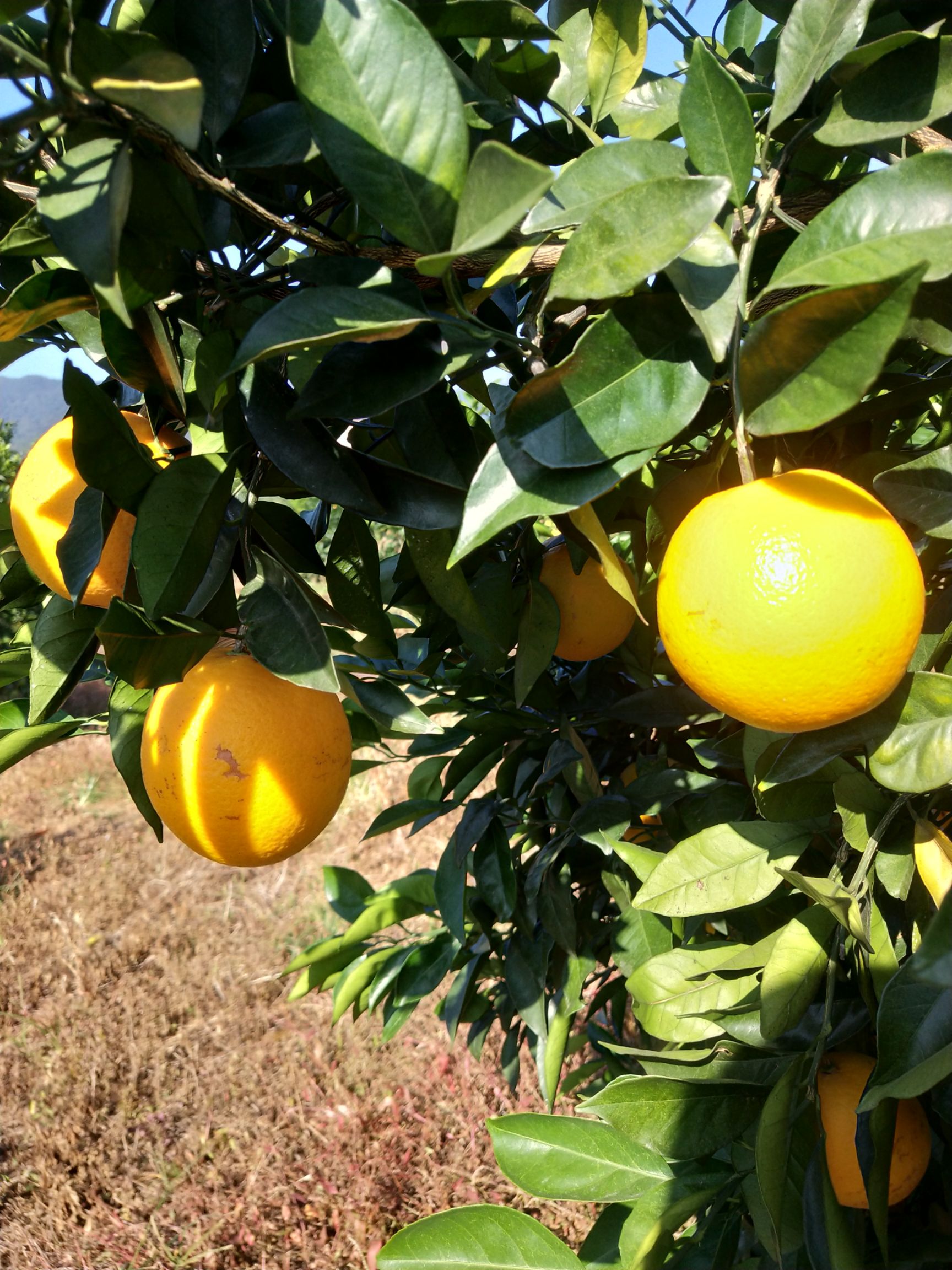 安远脐橙  大量批发，有需要的老板联系