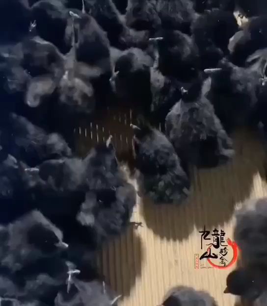 绿壳鸡苗 为了回馈新老客户，凡是购买鸡苗的买200送100，机会难得