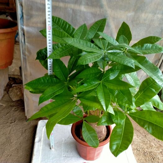 广州发财树盆栽  特点：发财树形似伞状，树干苍劲古朴，茎基部膨大