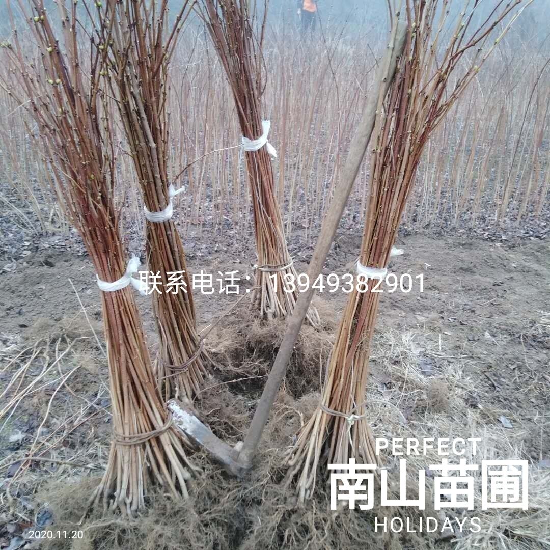 珍珠花菜  珍珠花树苗