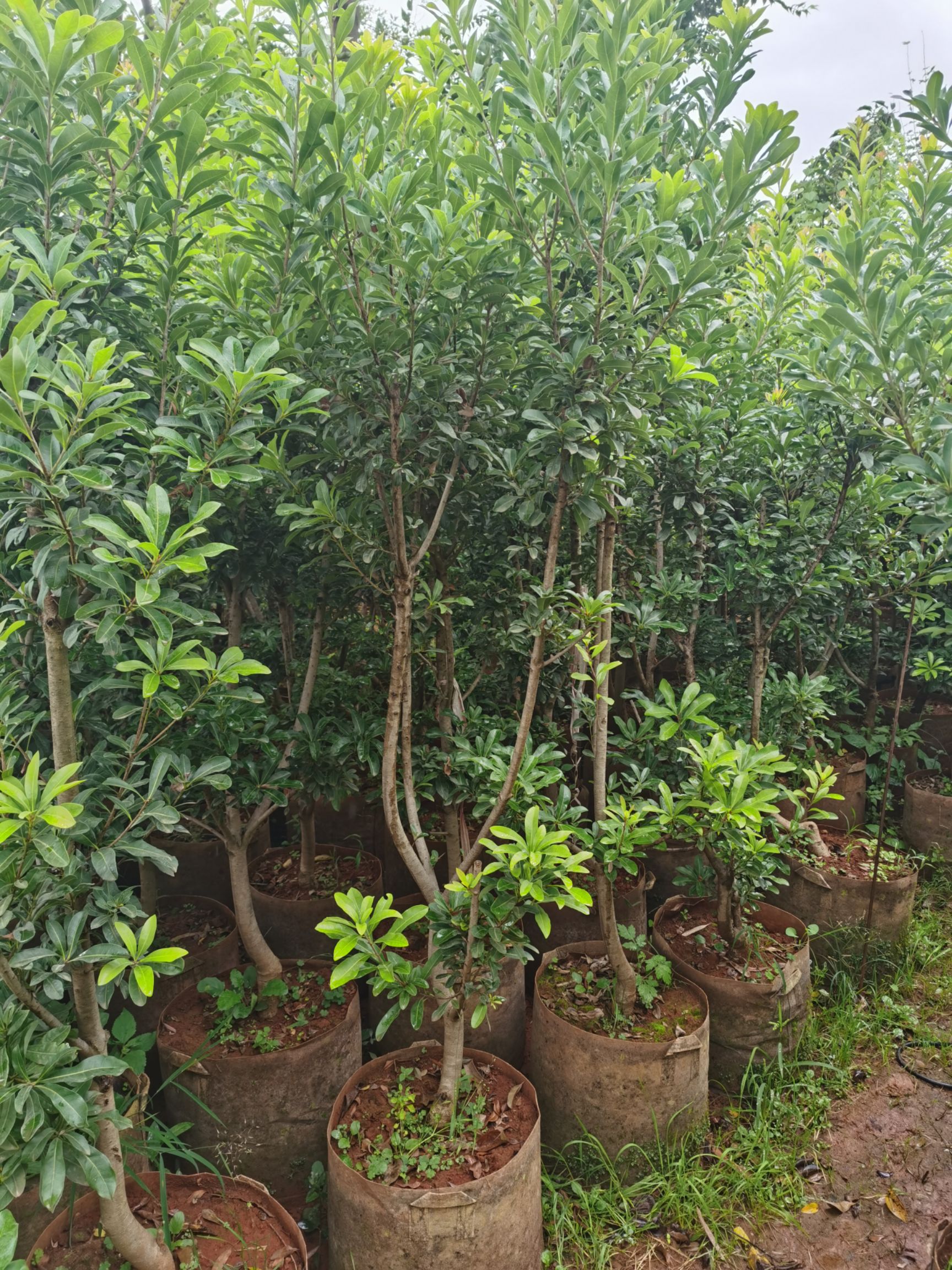 东魁杨梅树苗