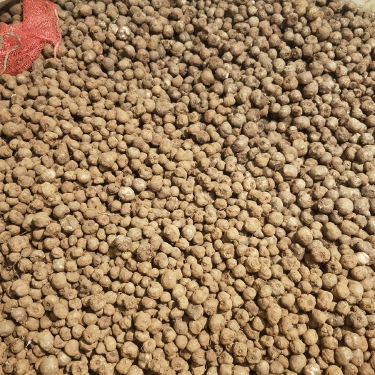 富源县云南魔芋种子，包技术，包回收，包运费