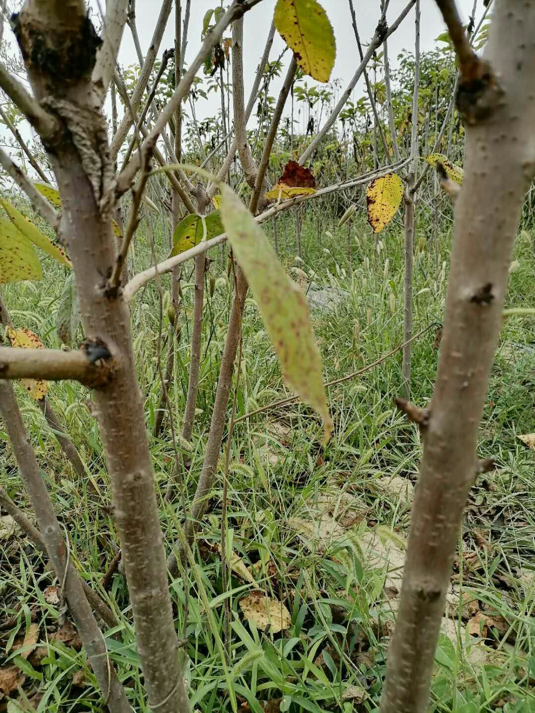 吉塞拉樱桃苗 吉塞拉六号樱桃苗，二年生苗美早，萨米托，俄八，芽苗奇早鲁樱3