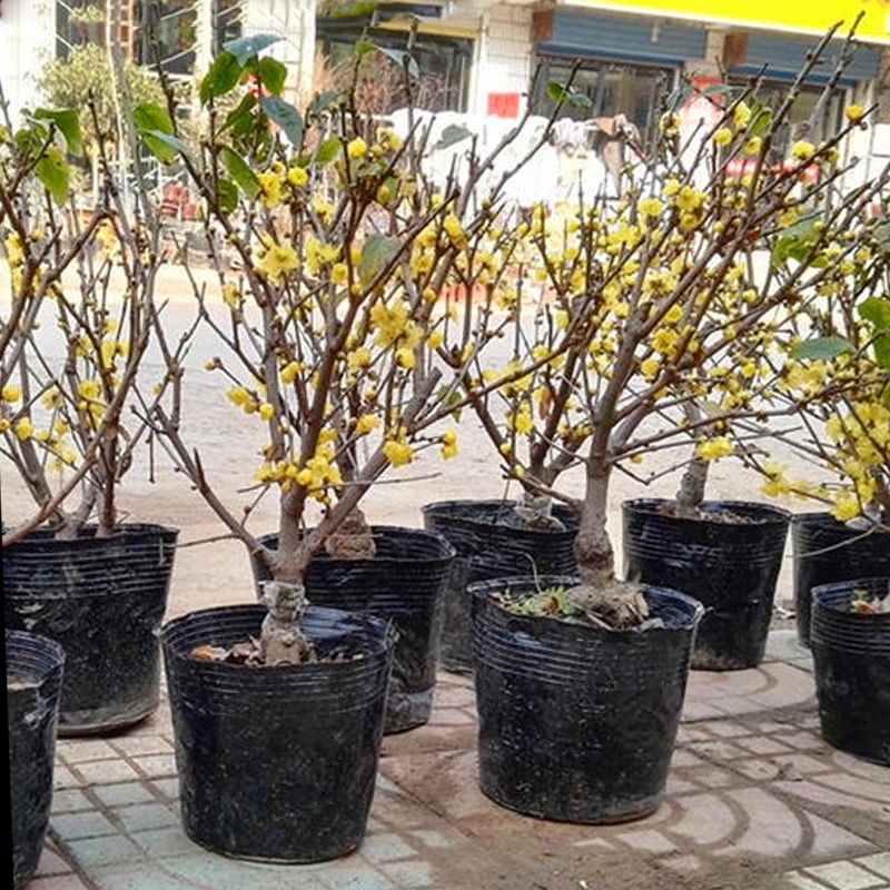 素心腊梅  浓香型腊梅花树苗室内盆栽红梅花苗盆景素心冬季花卉植物庭院耐寒