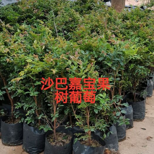 广州嘉宝果苗 树葡萄苗，高度30～50cm7斤袋苗