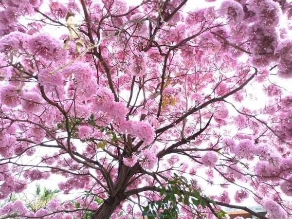 洋红风铃木  洋红风铃苗，粉花风铃苗，基地直发广东，云南，福