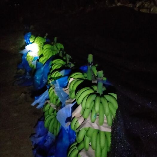 河口县 云南河口香蕉看上的联系