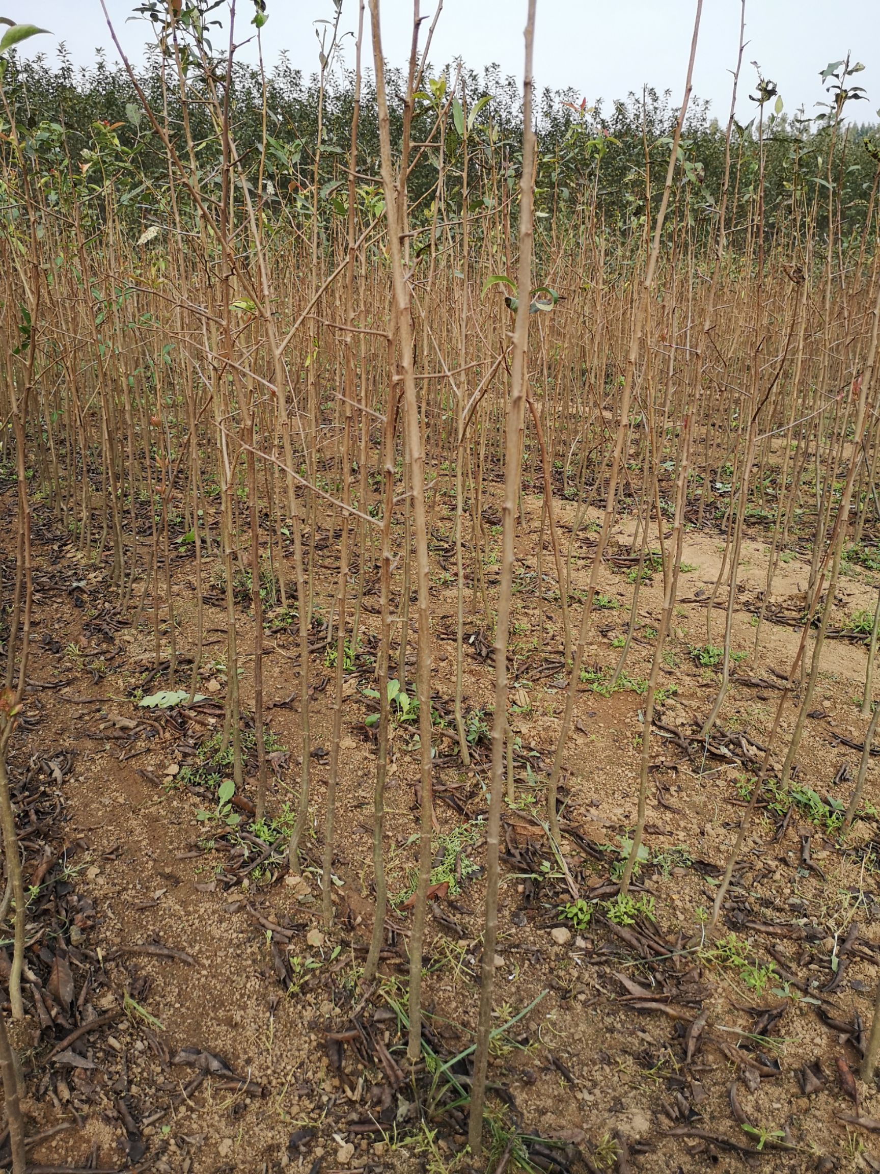 木瓜苗 木瓜海棠 皱皮木瓜苗