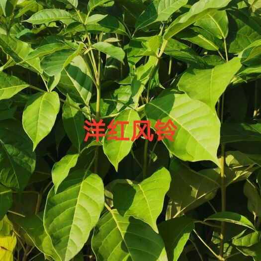 广州洋红风铃木  洋红风铃苗，粉花风铃苗，基地直发广东，云南，福