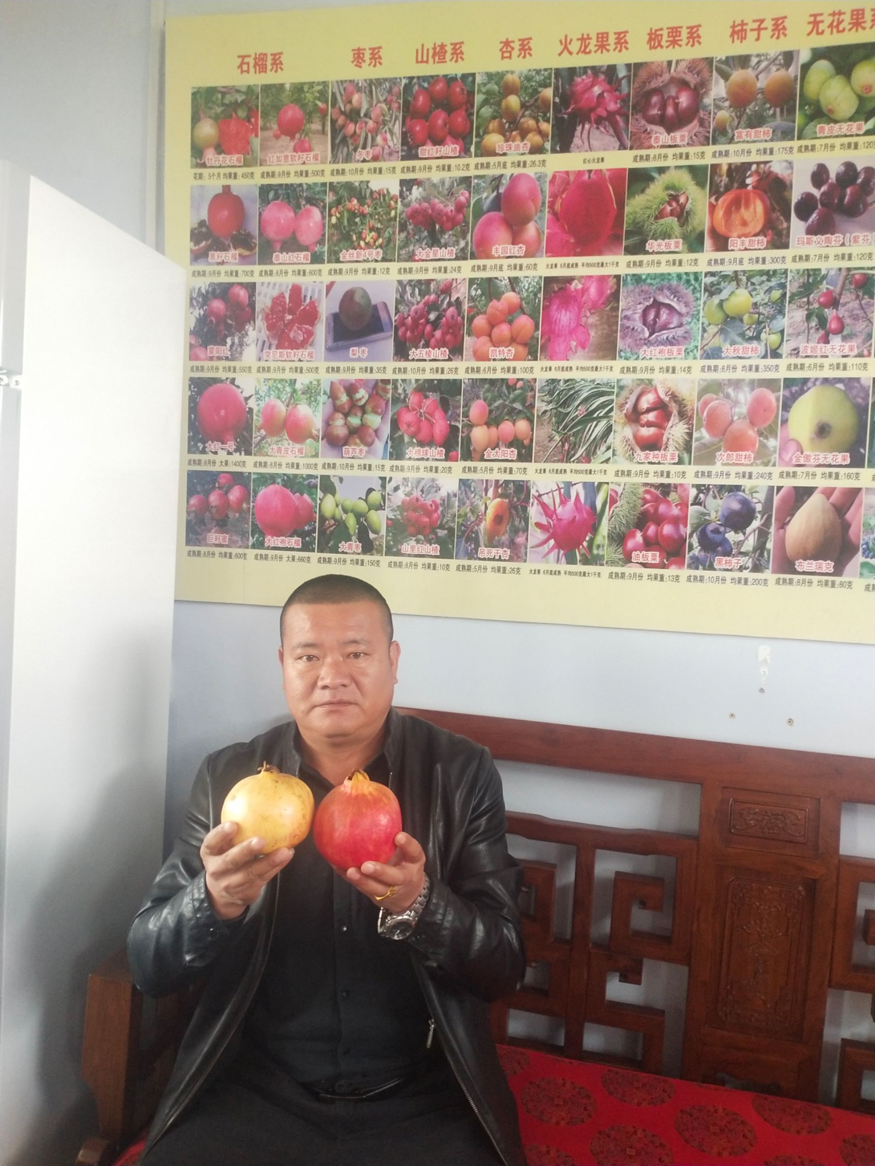 突尼斯软籽石榴树苗  突尼斯软籽甜石榴，又称无籽石榴