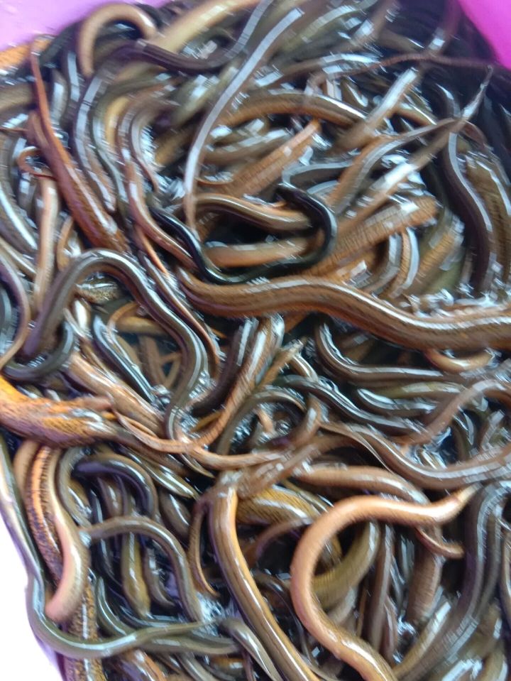 正大9号黄鳝  正大九号黄鳝苗，长年提供各种规格黄鳝苗，教你技术