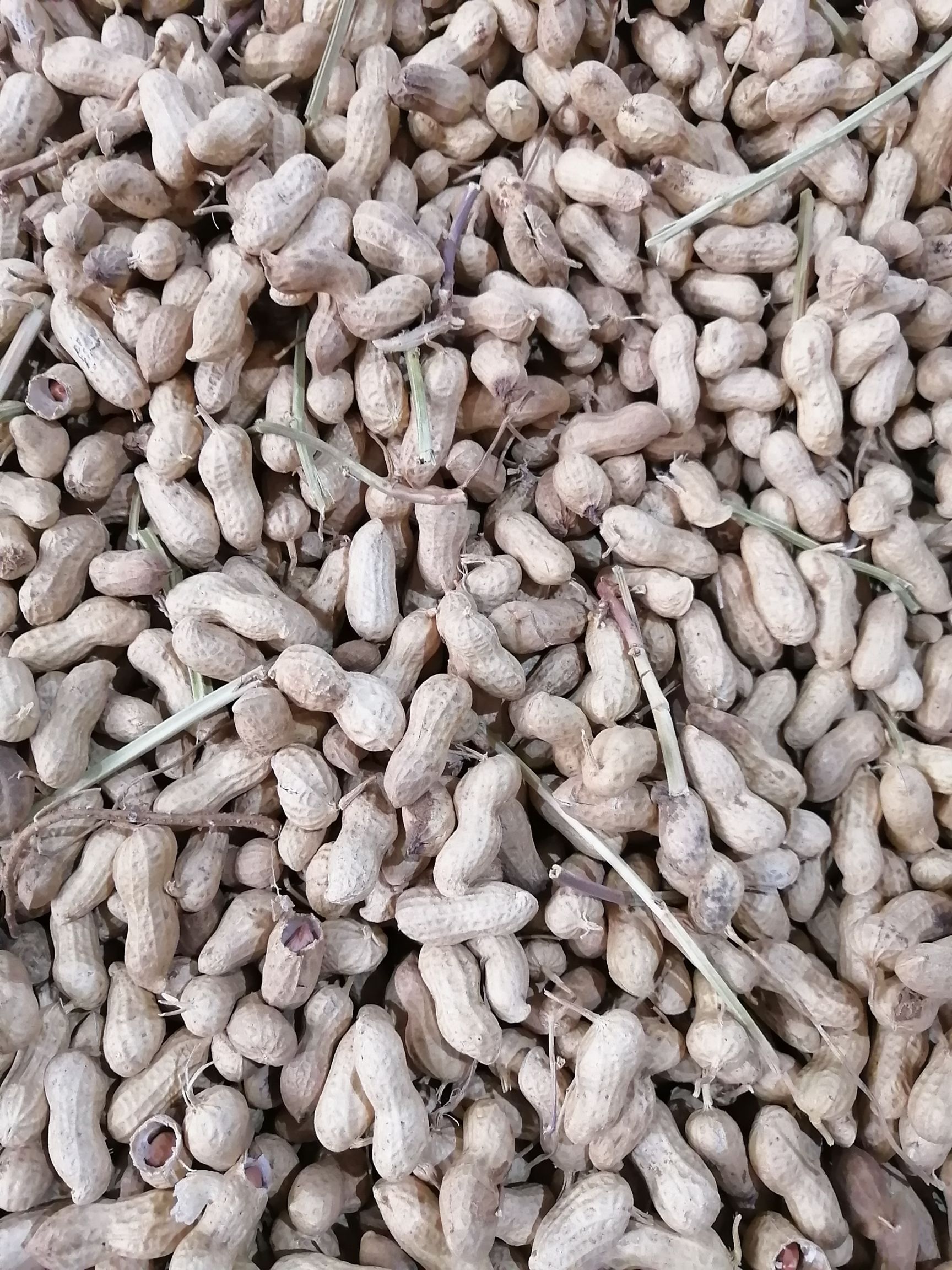 天府花生  一级精选 带壳仁饱 口感清脆 出油率高达47%