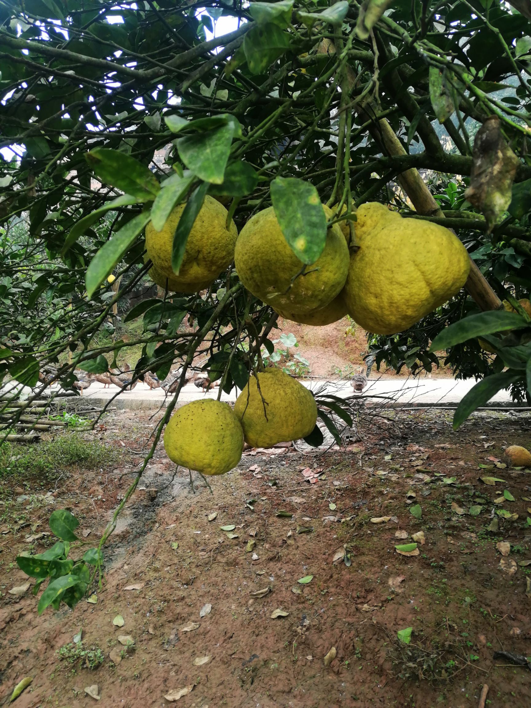 真龙柚树苗  出售六七年的真龙柚树子