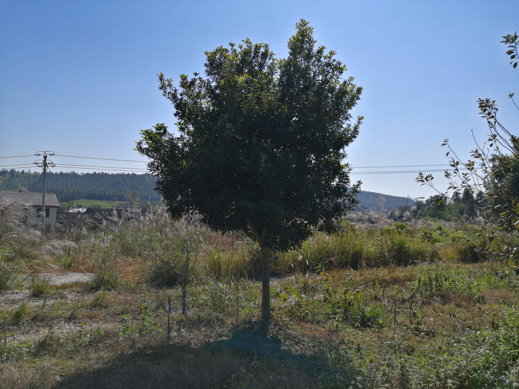 东魁杨梅树  个大味美乒乓球大的果实含糖量高