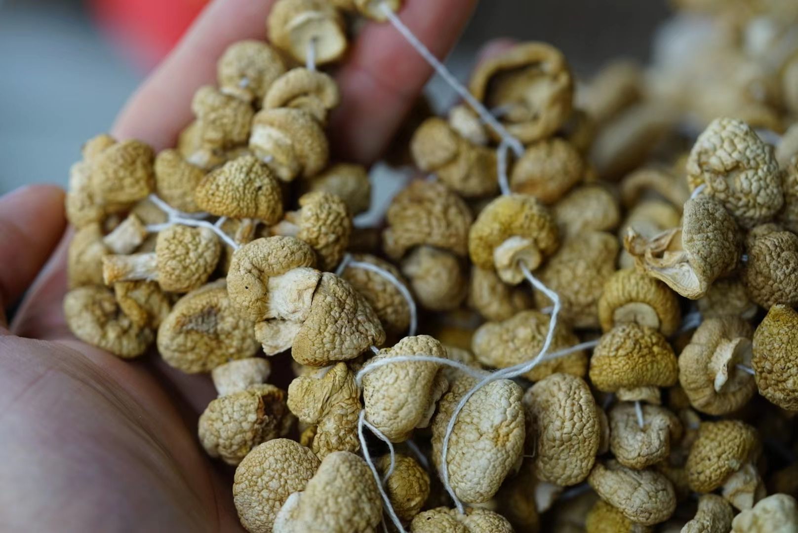 蘑菇  青海祁连野 生精品黄菇 全国包邮