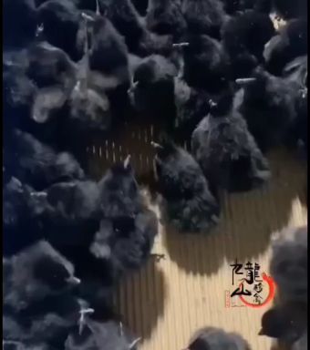 绿壳鸡苗 为了回馈新老客户，凡是购买鸡苗的买200送100，机会难得