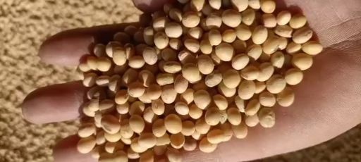 太和县中黄13黄豆  高出桨商品黄豆